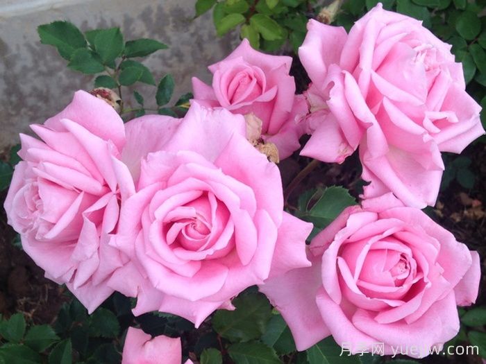 贝琳达之梦月季/贝琳达梦想(图2)