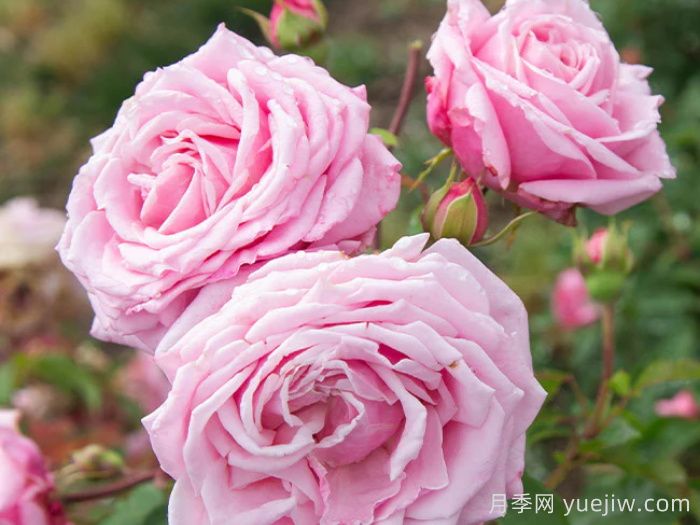 贝琳达之梦月季/贝琳达梦想(图3)