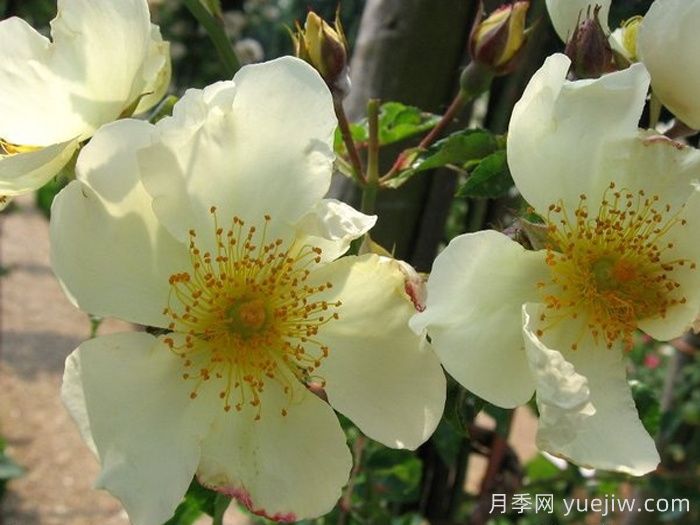 泽西美人月季/泽西美女(图1)