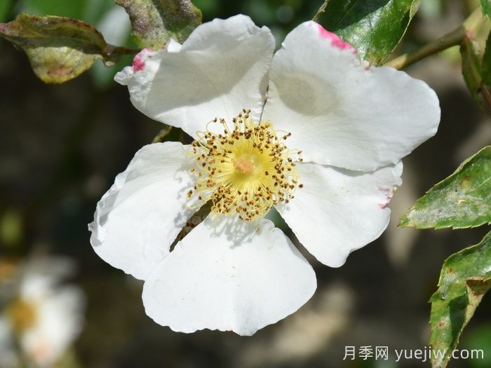 泽西美人月季/泽西美女(图2)