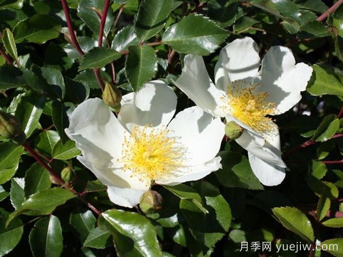 泽西美人月季/泽西美女(图3)