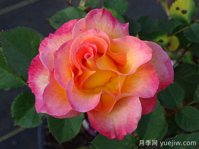 狂欢节月季(图3)