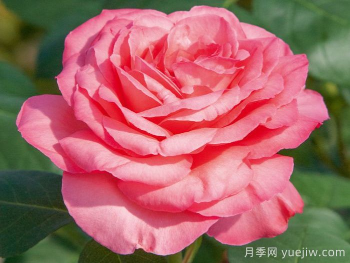 粉红豹月季/粉豹月季(图1)