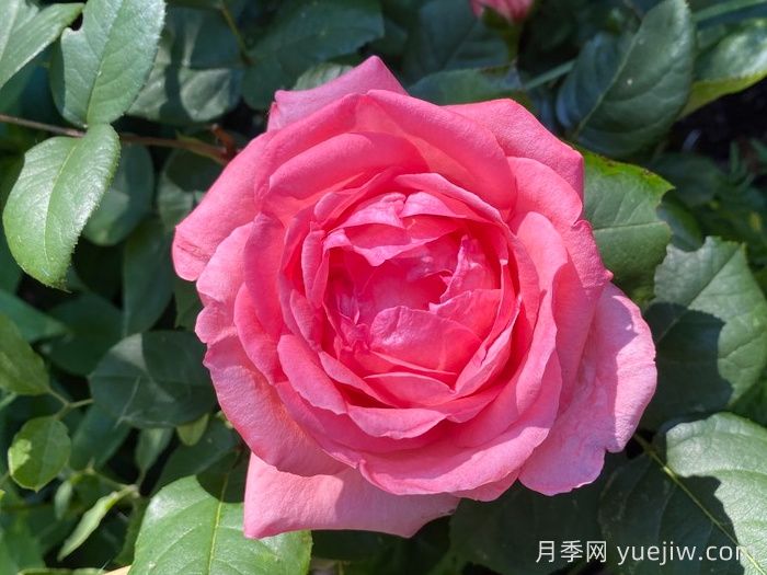 粉红豹月季/粉豹月季(图2)