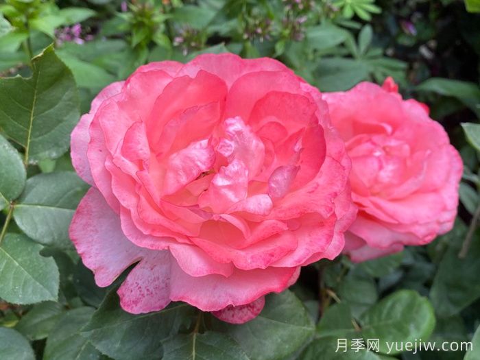 粉红豹月季/粉豹月季(图4)