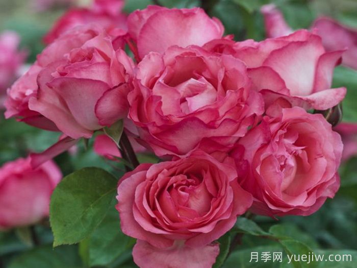 粉红豹月季/粉豹月季(图3)