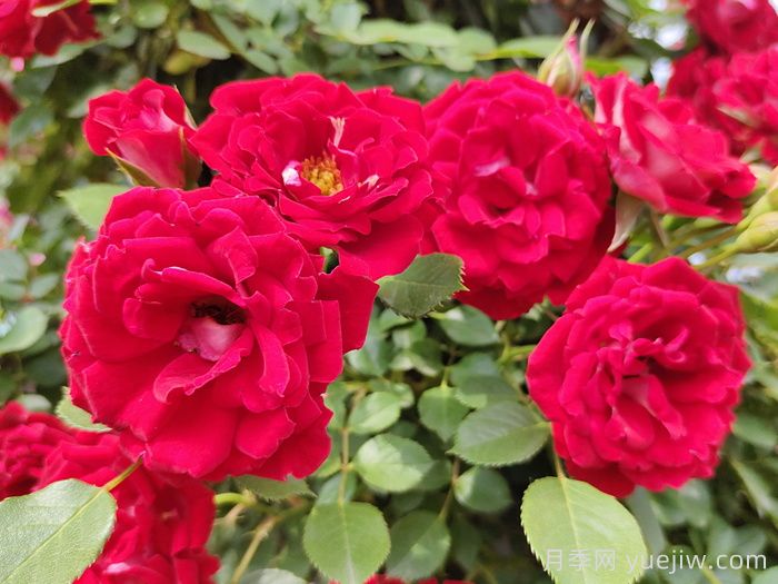 推荐10个抗病性超强的月季品种(图1) 推荐10个抗病性超强的月季品种(图1)