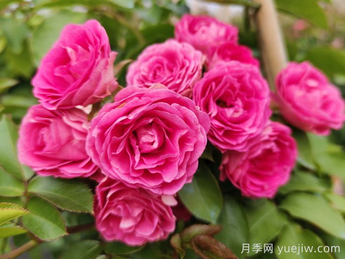 推荐10个抗病性超强的月季品种(图3) 推荐10个抗病性超强的月季品种(图3)