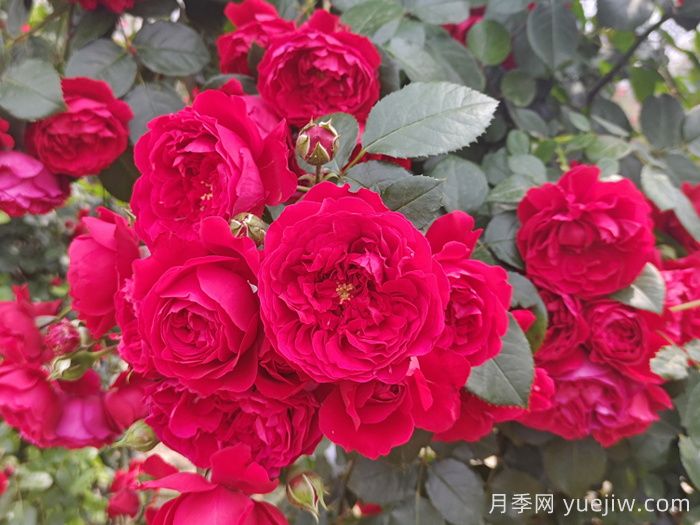 推荐10个抗病性超强的月季品种(图4) 推荐10个抗病性超强的月季品种(图4)