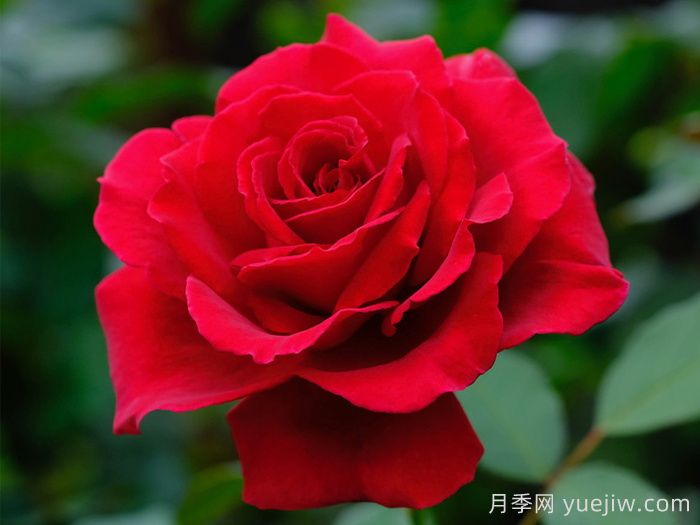 天鹅绒香水月季/丝绒香水(图1)