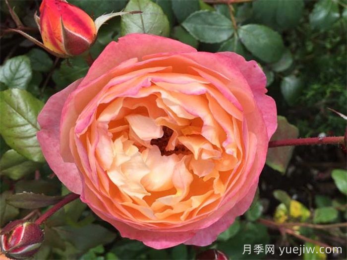 艾玛汉密尔顿夫人月季,香气迷人,颜值出彩 (图1) 艾玛汉密尔顿夫人月季,香气迷人,颜值出彩 (图1)