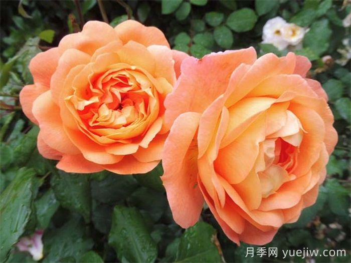 艾玛汉密尔顿夫人月季,香气迷人,颜值出彩 (图2) 艾玛汉密尔顿夫人月季,香气迷人,颜值出彩 (图2)