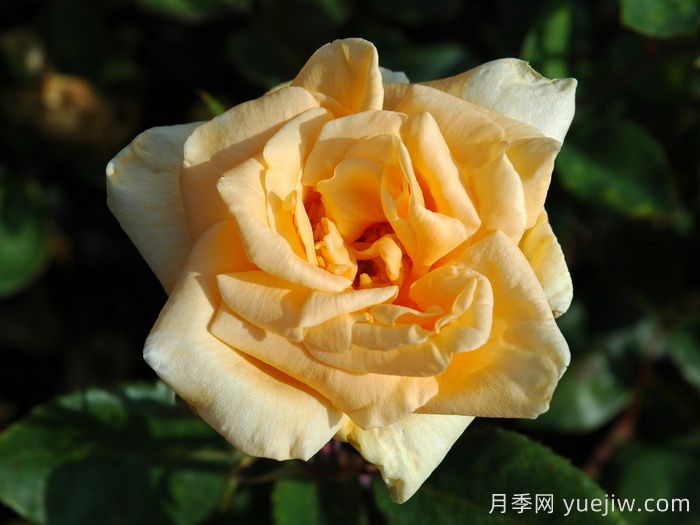 希灵顿夫人月季(图1)