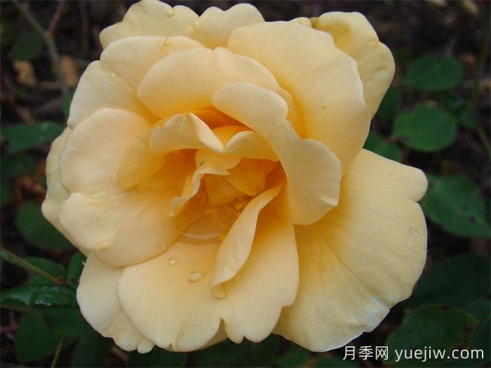 希灵顿夫人月季(图2)