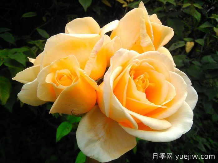 希灵顿夫人月季(图3)