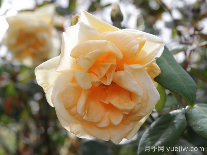 希灵顿夫人月季(图4)