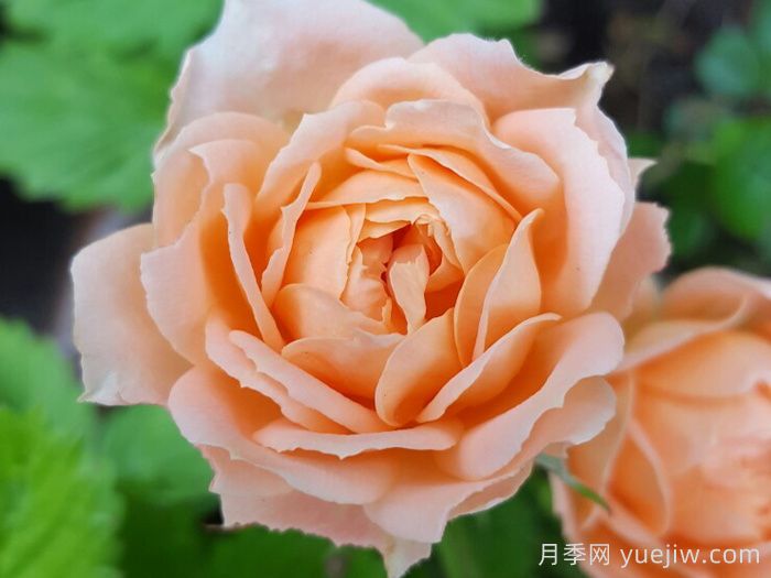 甜梦月季/甜蜜之梦(图1)