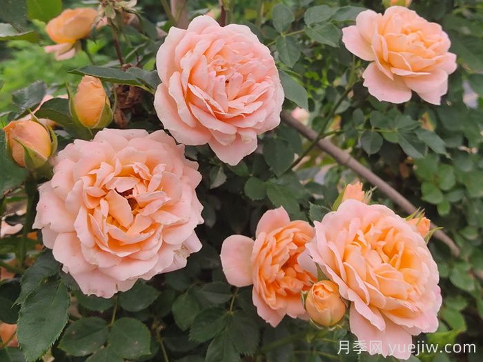 甜梦月季/甜蜜之梦(图2)