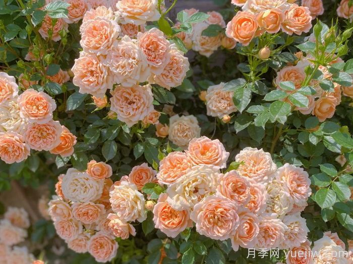 甜梦月季/甜蜜之梦(图3)