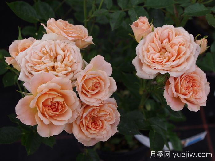 甜梦月季/甜蜜之梦(图4)