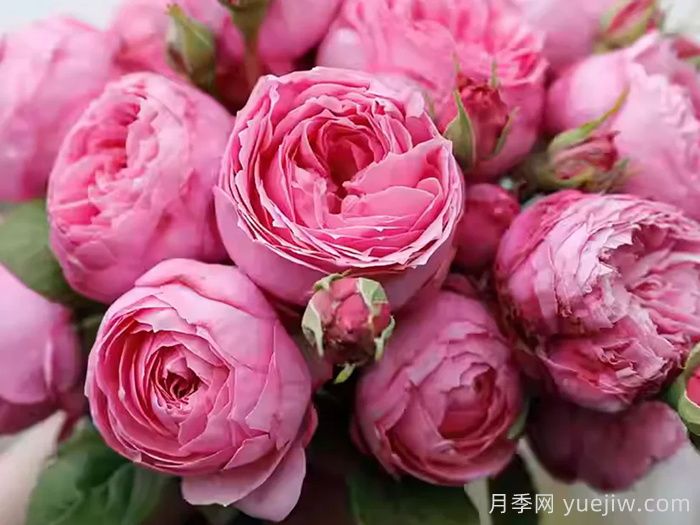 京月季/宫古月季(图3)