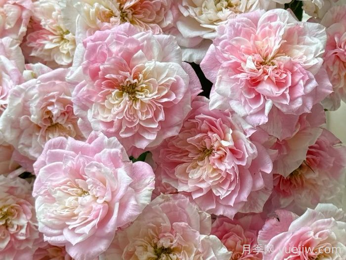 幸福之门月季/护身符月季(图3)