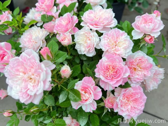 幸福之门月季/护身符月季(图4)