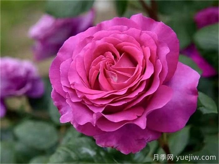 37个法国戴尔巴德月季品种推荐(图6) 37个法国戴尔巴德月季品种推荐(图6)