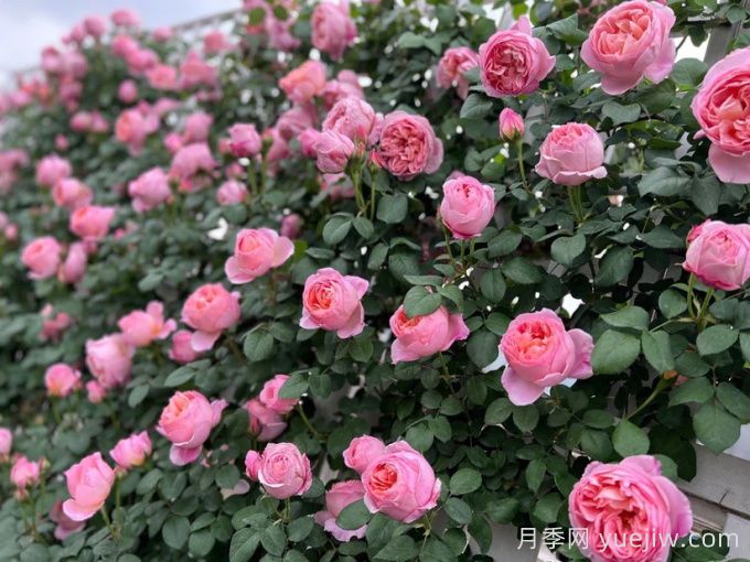 37个法国戴尔巴德月季品种推荐(图4) 37个法国戴尔巴德月季品种推荐(图4)