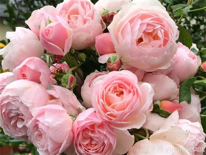 37个法国戴尔巴德月季品种推荐(图5) 37个法国戴尔巴德月季品种推荐(图5)