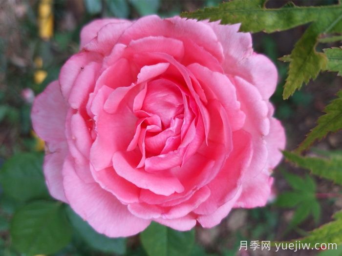 37个法国戴尔巴德月季品种推荐(图7) 37个法国戴尔巴德月季品种推荐(图7)