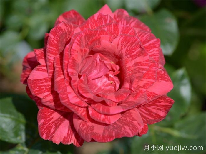 37个法国戴尔巴德月季品种推荐(图8) 37个法国戴尔巴德月季品种推荐(图8)