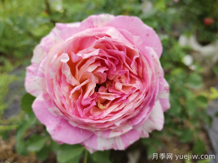 37个法国戴尔巴德月季品种推荐(图9) 37个法国戴尔巴德月季品种推荐(图9)