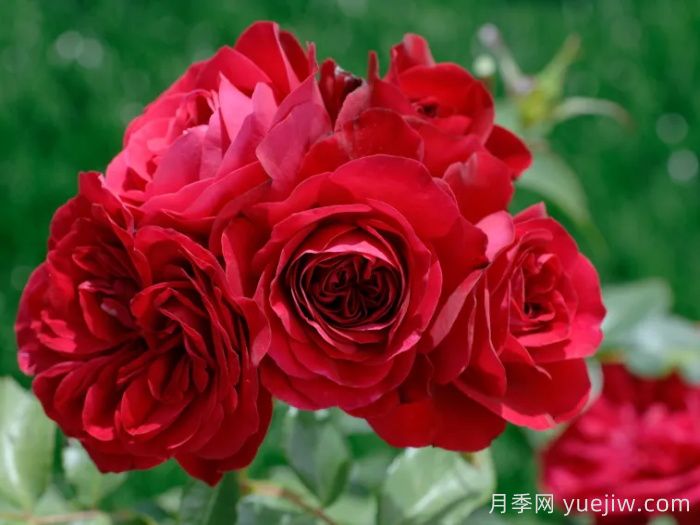 红色玫兰之爱月季/红色蒙娜丽莎/红爱玫(图1) 红色玫兰之爱月季/红色蒙娜丽莎/红爱玫(图1)