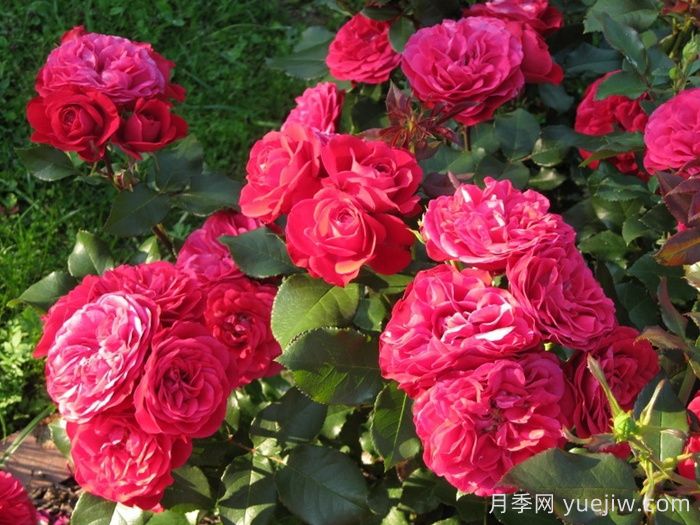 红色玫兰之爱月季/红色蒙娜丽莎/红爱玫(图2) 红色玫兰之爱月季/红色蒙娜丽莎/红爱玫(图2)