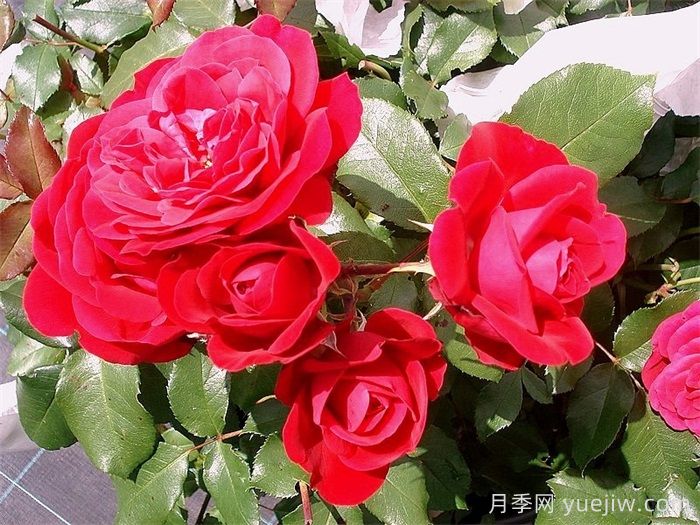 红色玫兰之爱月季/红色蒙娜丽莎/红爱玫(图3) 红色玫兰之爱月季/红色蒙娜丽莎/红爱玫(图3)