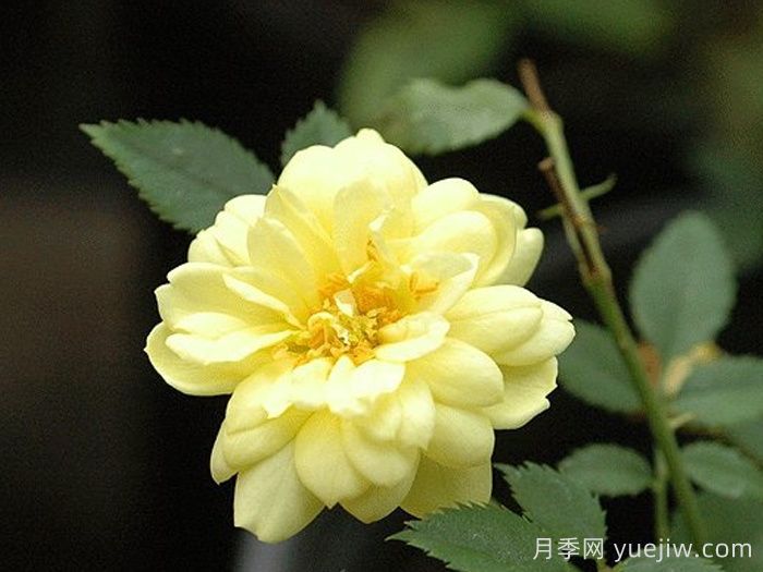 黄金姬月季/黄金雅/金币(图1)