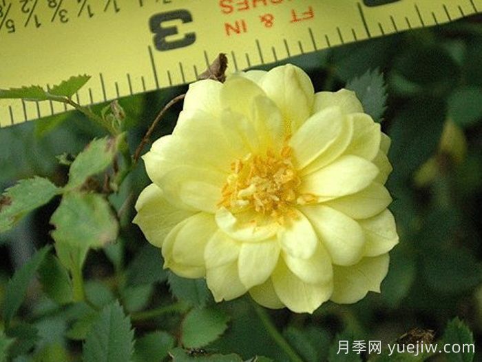 黄金姬月季/黄金雅/金币(图2)