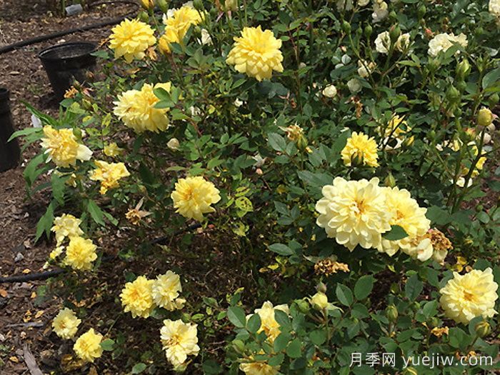 黄金姬月季/黄金雅/金币(图3)