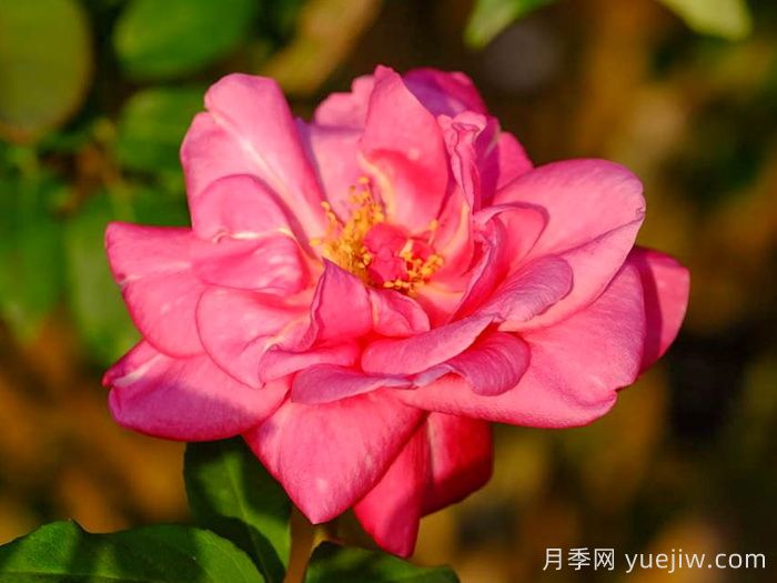 贡提尔爸爸月季/贡提叶爸爸(图1)