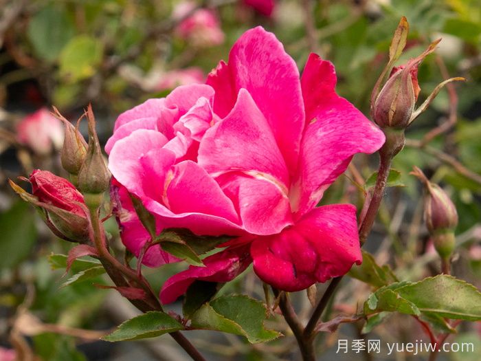 贡提尔爸爸月季/贡提叶爸爸(图2)