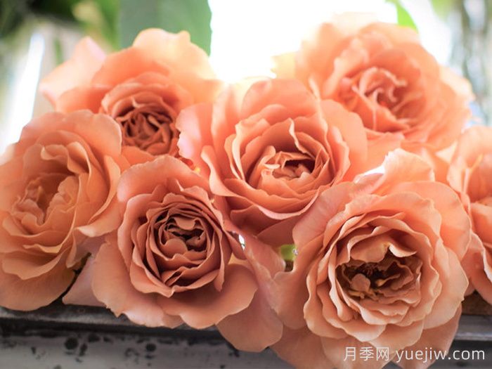 拉芬波特月季/拉菲内波尔特(图3)