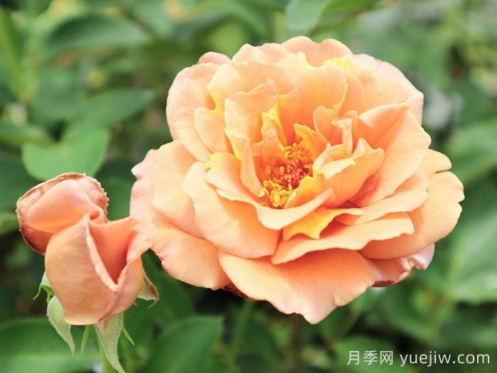 拉芬波特月季/拉菲内波尔特(图2)