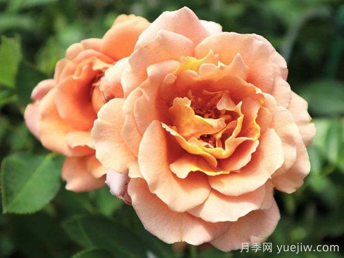 拉芬波特月季/拉菲内波尔特(图1)