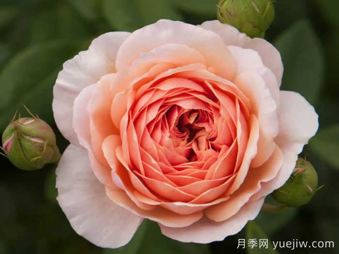 威廉莫里斯月季(图1)