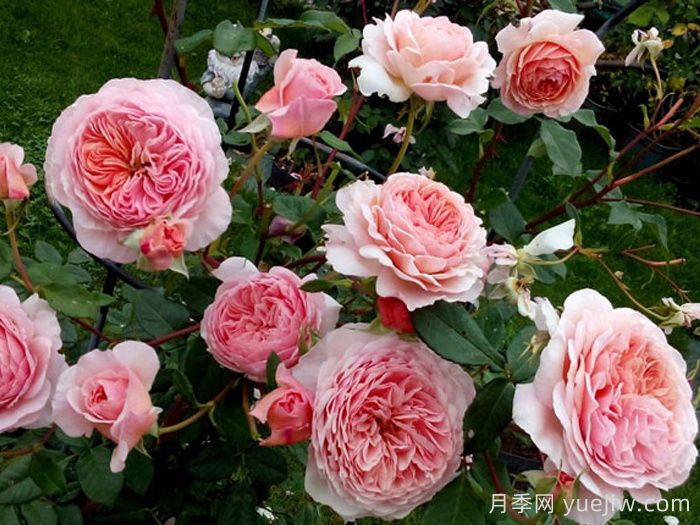 威廉莫里斯月季(图2)