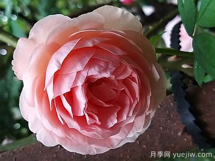 威廉莫里斯月季(图3)