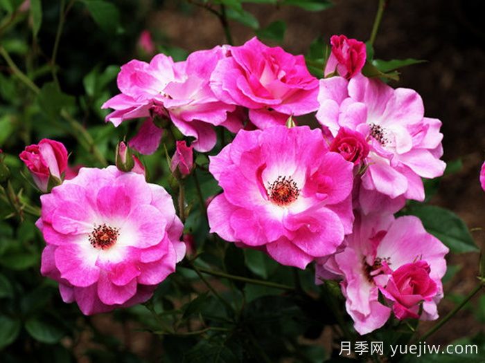 威廉巴芬月季(图2)