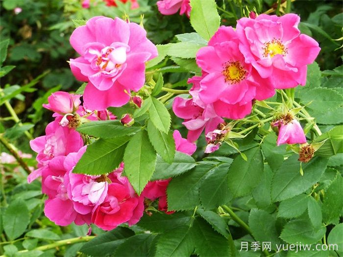 威廉巴芬月季(图3)