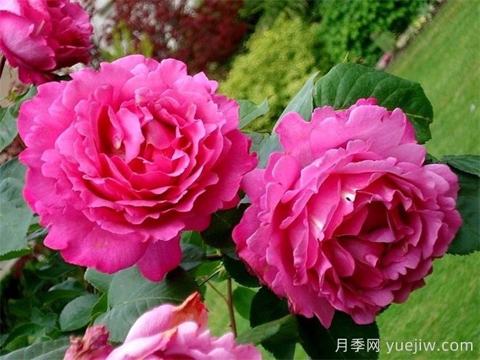 伊芙伯爵月季，伊芙系列开山鼻祖(图2)